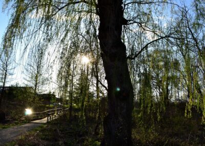 walking path with tree in the foreground