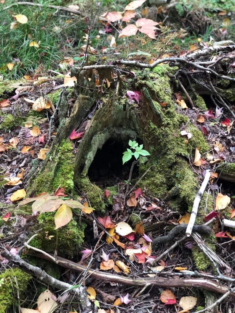 decayed tree stump covered in moss, surrounded by leaves and other natural debris