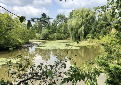 trees around a pond