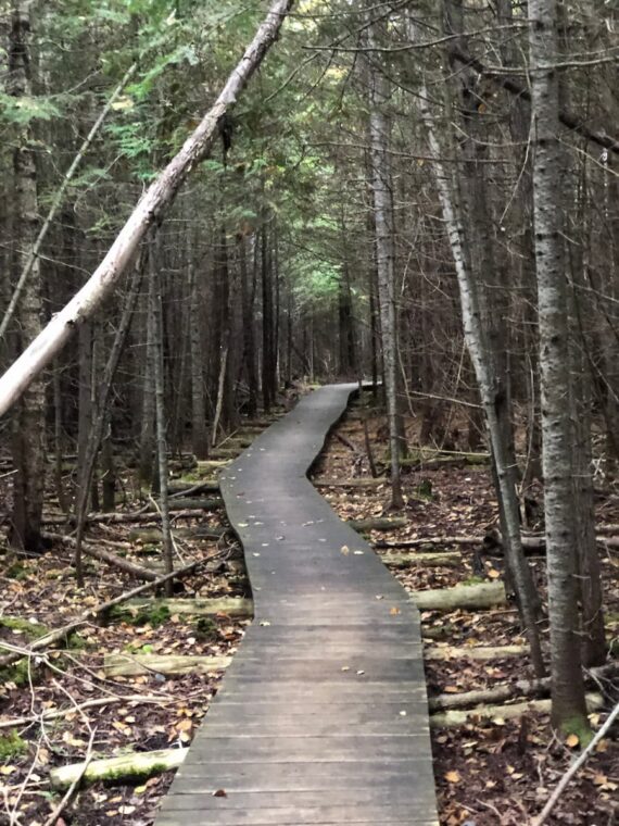 wooded walking path